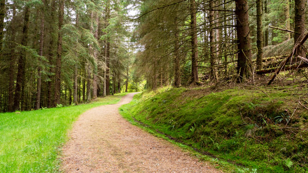 a winding path through a lush green forest with tall trees and grassy edges ideal for nature walks and exploration in tranquility