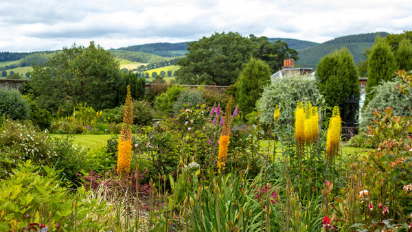 vibrant garden landscape with various flowers and greenery featuring bright yellow spikes against a lush green backdrop of hills and trees showcasing the beauty of seven blooms in harmony