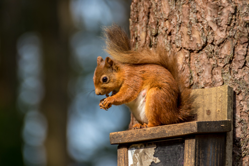 brown squirrel eating on tree trunk nature wildlife five unique features