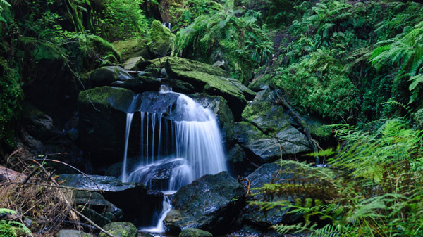 waterfall cascading over rocks surrounded by lush greenery and ferns in a serene forest setting nature beauty tranquility